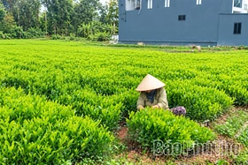 Trồng rừng tập trung vượt 10,8% kế hoạch