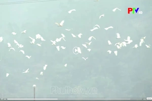 Nơi đàn chim trở về