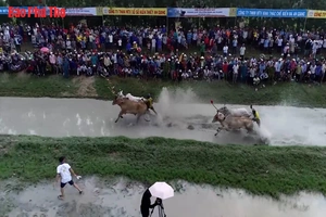 Hội đua bò Bảy Núi trước giờ G