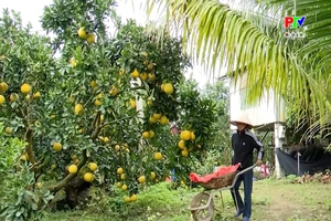 Nông sản sạch - giá trị cao