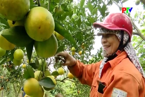 Quyết sách đúng, hiệu quả thiết thực