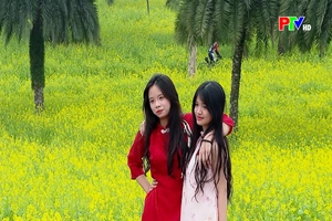 Hoa cải nở vàng công viên Văn Lang dịp cận Tết