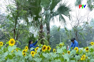 Hàng vạn cây hoa hướng dương khoe sắc dịp Tết