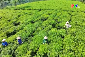 Phu Tho Culture Express - Where the bird return