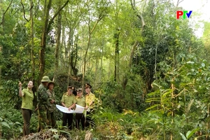 Cần kịp thời ngăn chặn khai thác, buôn bán cây muội hồng