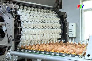 Cung cao hơn cầu, giá trứng gia cầm giảm mạnh