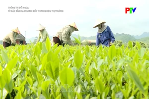 Từ đặc sản địa phương đến thương hiệu thị trường