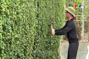 Giậu quê giữa nhịp sống mới
