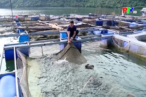 Vươn lên từ lợi thế vùng lòng hồ sông Đà