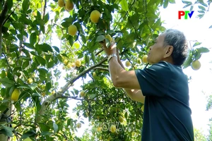 Nâng cao giá trị cây có múi từ canh tác hữu cơ