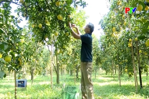 Đa dạng sinh kế nâng cao thu nhập cho người dân