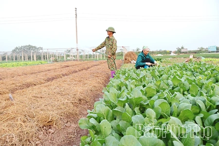 Rau vụ Đông “sưởi ấm” đồng Phùng Nguyên