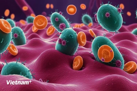 Phát hiện chiến lược để sống sót của vi khuẩn sau khi dùng kháng sinh