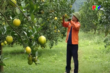 Tái canh để sản xuất bền vững Cam Cao Phong