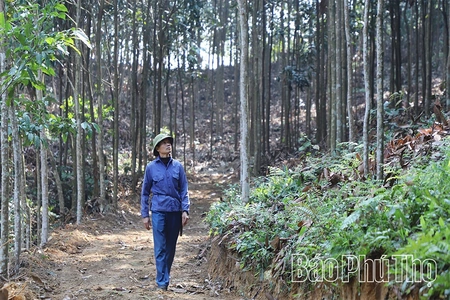 Người mang “vàng xanh” lên núi