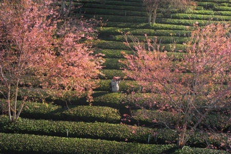 Khách Việt chọn Đà Lạt nhiều nhất dịp Tết Nguyên Đán