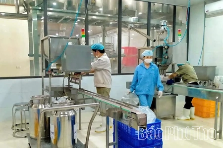 Người nông dân tiên phong sản xuất sữa theo tiêu chuẩn Châu Âu