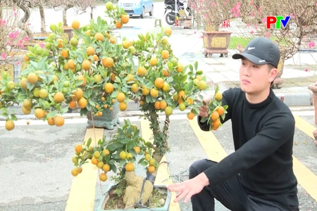 Thị trường đào, quất phục vụ Tết dần sôi động