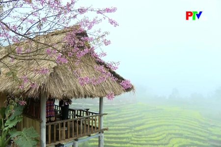 Vẻ đẹp hoa anh đào những ngày đầu Xuân