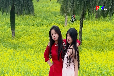 Hoa cải nở vàng công viên Văn Lang dịp cận Tết