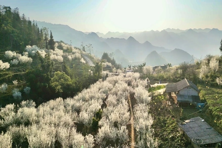 Tháng 2, ngắm hoa mận trắng trời Bắc Hà