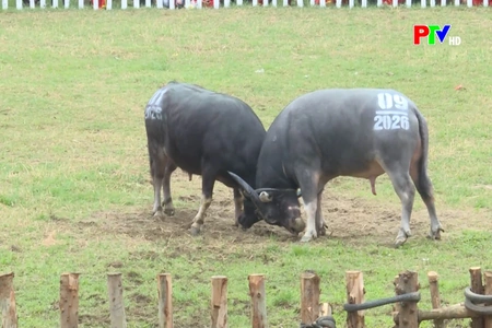 Khai mạc Lễ hội chọi trâu truyền thống xã Hải Lựu