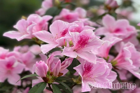 Hoa đỗ quyên - “Nàng thơ” của núi rừng