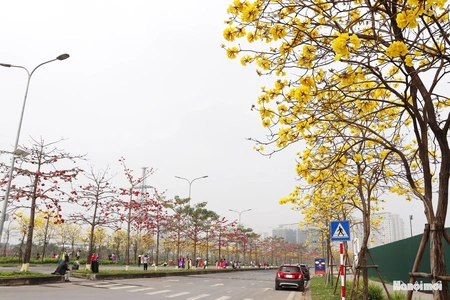 Phong linh vàng óng, mộc miên rực đỏ gọi bước chân du khách