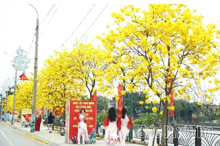 Ngỡ ngàng trước vẻ đẹp hoa phong linh, xã Tam Nông