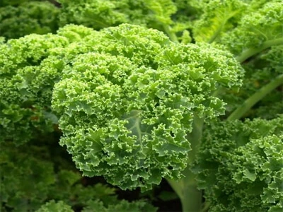 Top 5 loại rau xanh giàu canxi hơn sữa: Giải pháp tự nhiên cho xương chắc khỏe