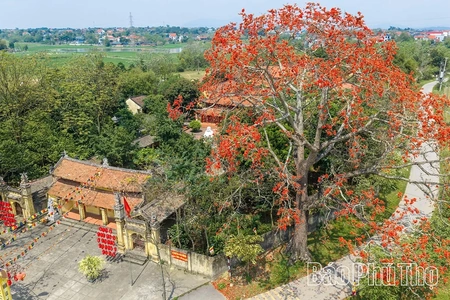 Mê mẩn mùa mộc miên ở Sơn Đông