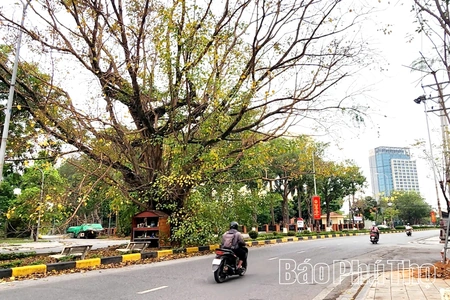 Li kỳ những vật thiêng trên đất Vĩnh Yên