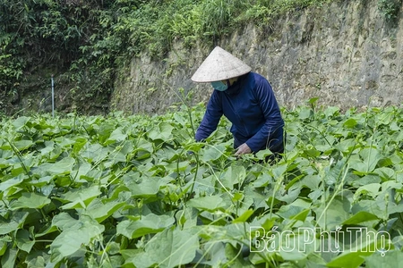 Tam Đảo mùa rau su su