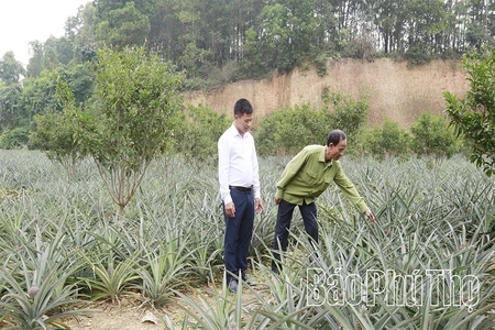 Dứa mật bén rễ, đất cằn thơm hương