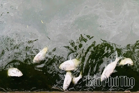 Sau đợt nắng nóng, cá chết rải rác ở hồ Công viên Văn Lang