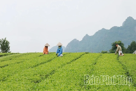 Nhịp sống mới bên dòng sông Bôi