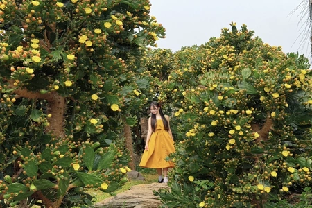 Vườn xương rồng cổ 5.000 m2 nở rộ ở Mộc Châu