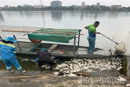Khẩn trương xử lý tình trạng cá chết hàng loạt tại hồ Công viên Văn Lang