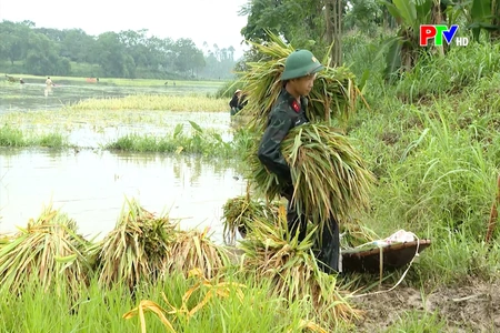 Giúp nhân dân thu hoạch lúa bị ngập úng