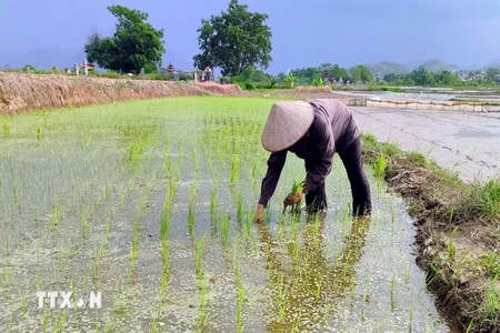 Phú Thọ thử nghiệm thành công giống lúa mới cho năng suất vượt trội