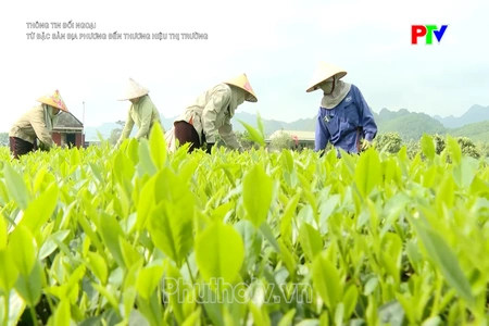 Từ đặc sản địa phương đến thương hiệu thị trường