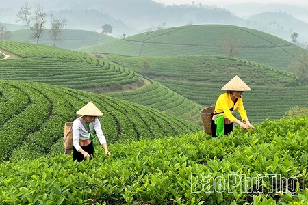 Giữ màu xanh đồi chè Long Cốc