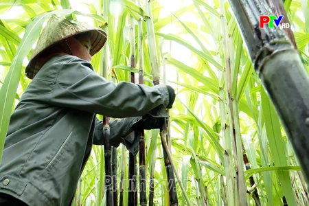 Chuẩn hóa vùng trồng, nâng cao sức cạnh tranh nông sản địa phương