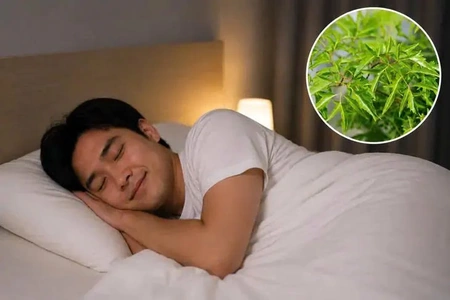 5 cách dùng lá đinh lăng cho người mất ngủ