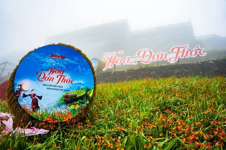 Sa Pa: Choáng ngợp thảm hoa dơn thóc trên đỉnh Fansipan