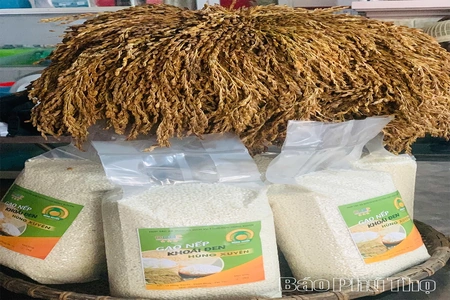 Giữ hương nếp Khoái Đen