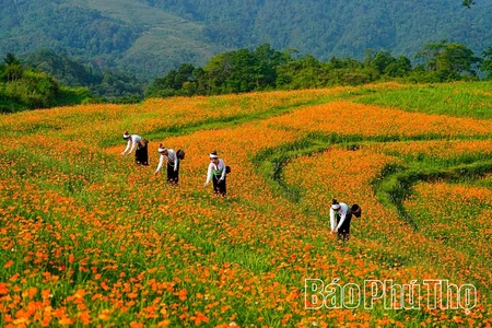 Về miền trái ngọt Cao Phong
