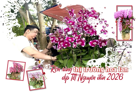 Rộn ràng thị trường hoa lan dịp Tết Nguyên đán 2026
