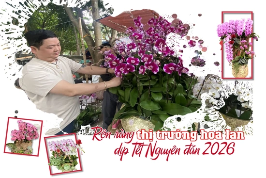 Rộn ràng thị trường hoa lan dịp Tết Nguyên đán 2026