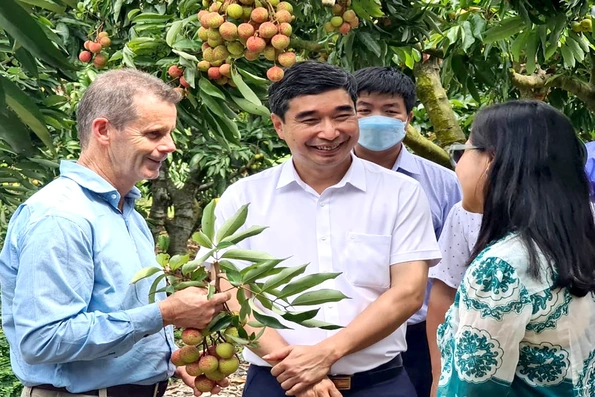 Quả vải thiều Hải Dương vươn xa